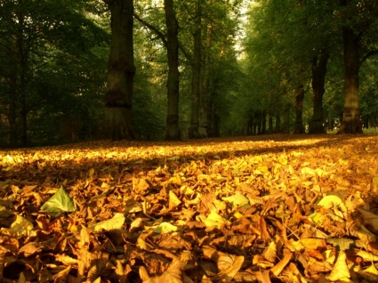 Осенние листья ковер осенью природа Обои