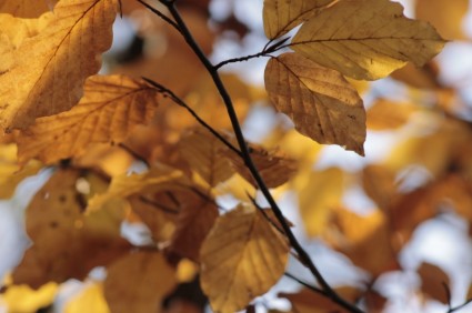 colore di caduta foglie d'autunno