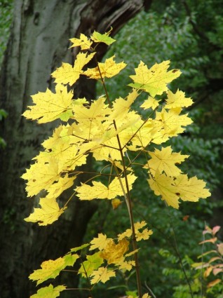 hojas de otoño otoño dorado