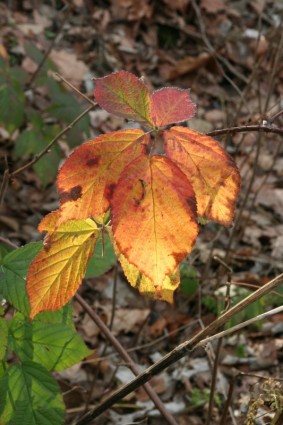 Jesienne liście złotej jesieni