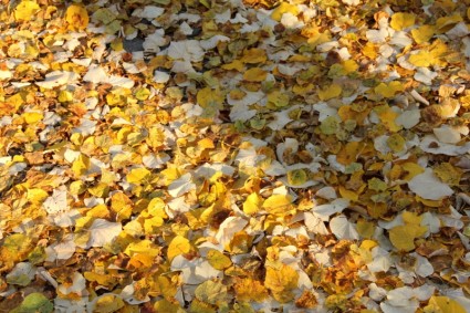 秋天的叶子地面