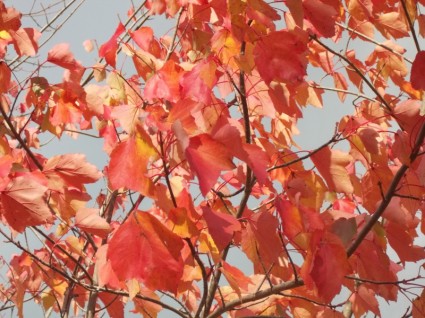 las hojas de otoño en el viento