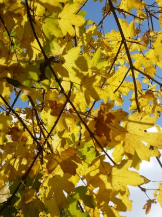 feuilles de l'automne octobre