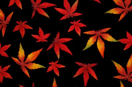 hojas de otoño en negro