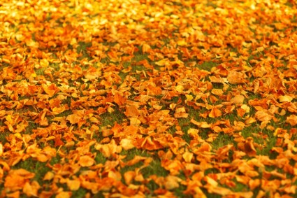 folhas de Outono no chão