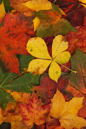 Осенние листья шаблон