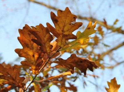 céu de folhas de outono