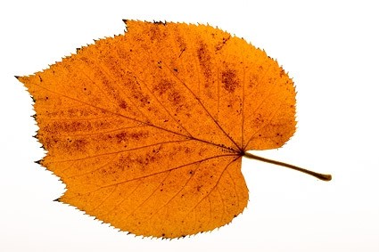 fotografia de folhas de outono