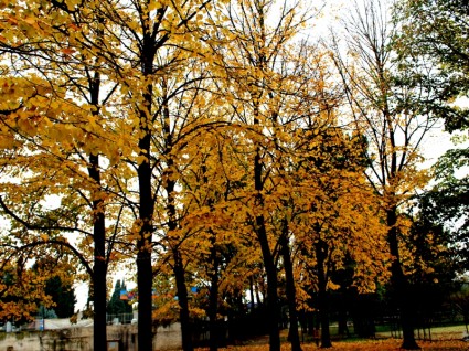 الخريف أوراق الأشجار