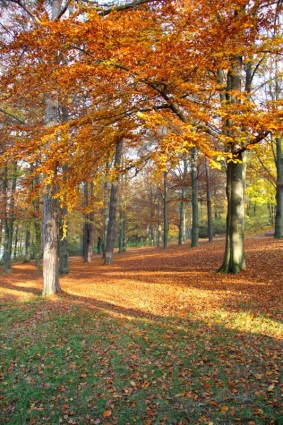 arbres feuilles d'automne