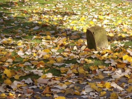 Autumn Lev Leaves
