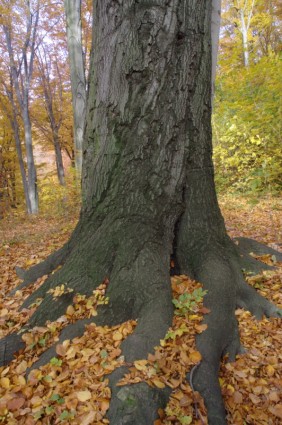 raíz de registro otoño