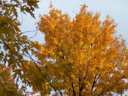 albero di acero autunno
