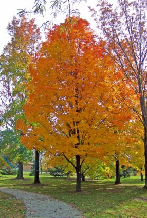 Осенний клен в парке
