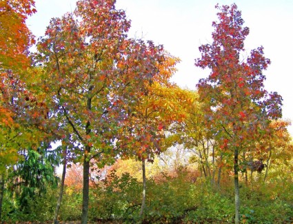 أشجار القيقب الخريف