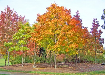 在公園的秋季槭樹。