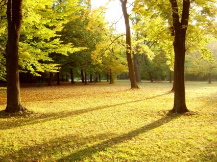 autunno Parco natura autunnale di carta da parati