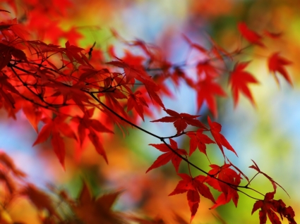 natureza de outono outono papel de parede vermelho