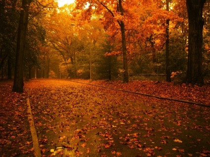 Осенняя дорога обои Осень природа