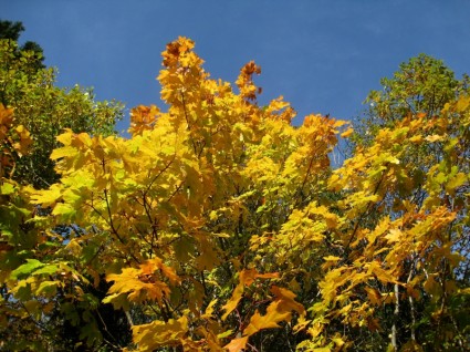 秋の空の木