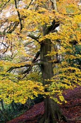 árbol de otoño