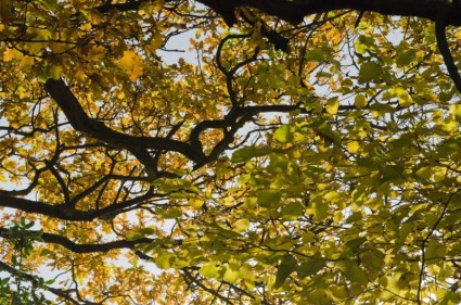 pohon musim gugur