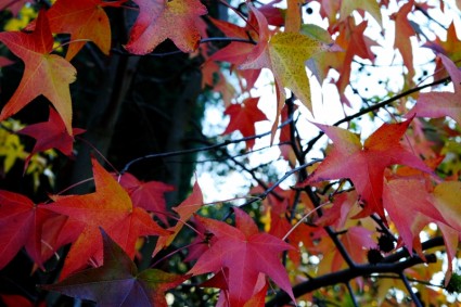 árbol de otoño