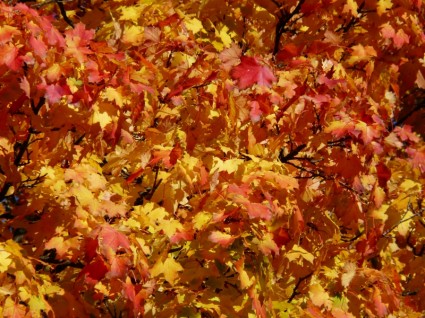 秋の木を赤を着色