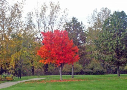 drzewo jesień w parku