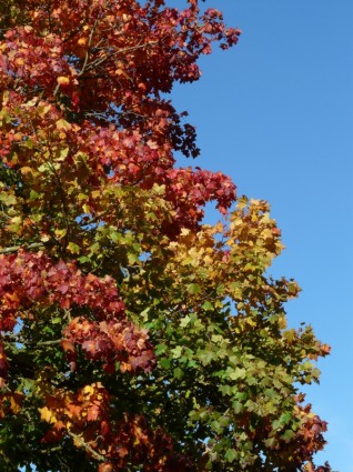 秋天的樹樹葉著色