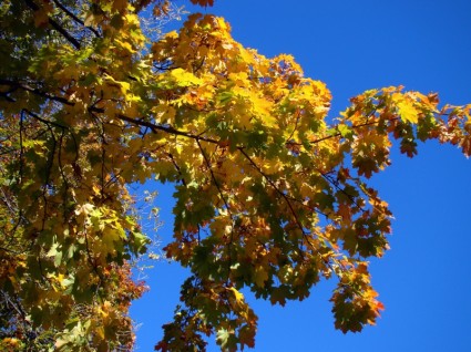 الخريف شجرة السماء