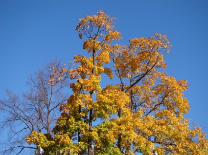 céu de árvore outono