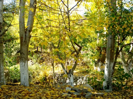 pohon musim gugur kuning