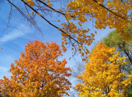 árvores de outono