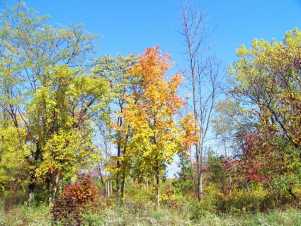 秋の木々
