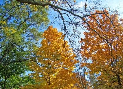 árboles de otoño