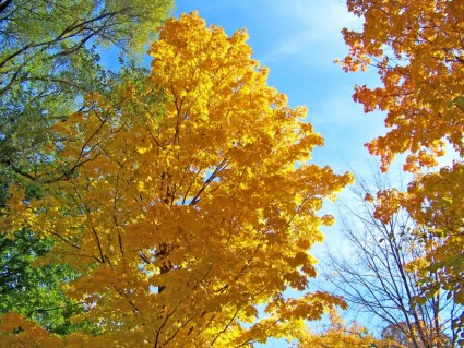 autumn drzewa