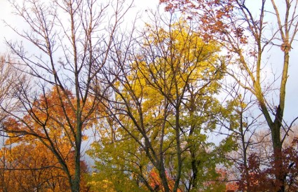autumn drzewa