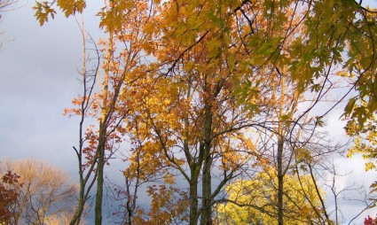 秋天的樹