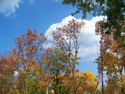 arbres d'automne