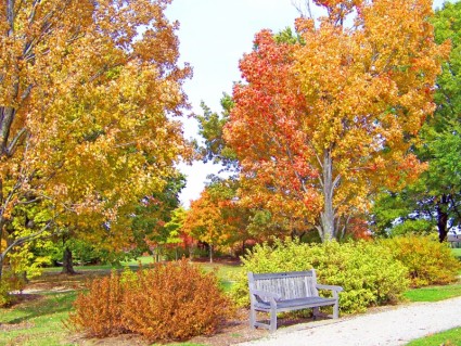 أشجار الخريف ومقاعد البدلاء في حديقة