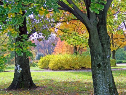 الخريف الأشجار والشجيرات