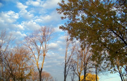 أشجار الخريف والسحب.