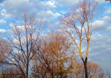 nuvens e árvores de outono