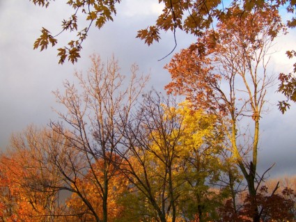 ฤดูใบไม้ร่วงต้นไม้และคุกคามเมฆ