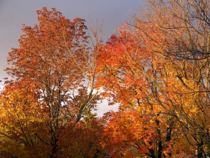 Nuvens ameaçadoras e árvores de outono