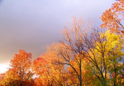 pohon musim gugur dan mengancam awan