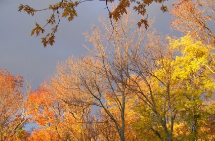 Jesienią drzewa i groźne chmury