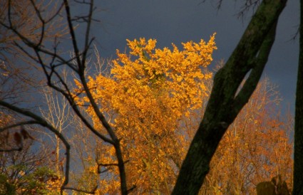 Nuvens ameaçadoras e árvores de outono