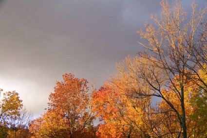 أشجار الخريف وتهديد الغيوم